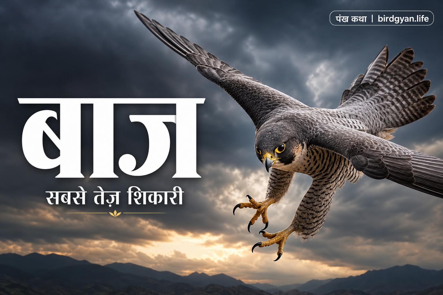 बाज़ पक्षी के बारे में जानकारी