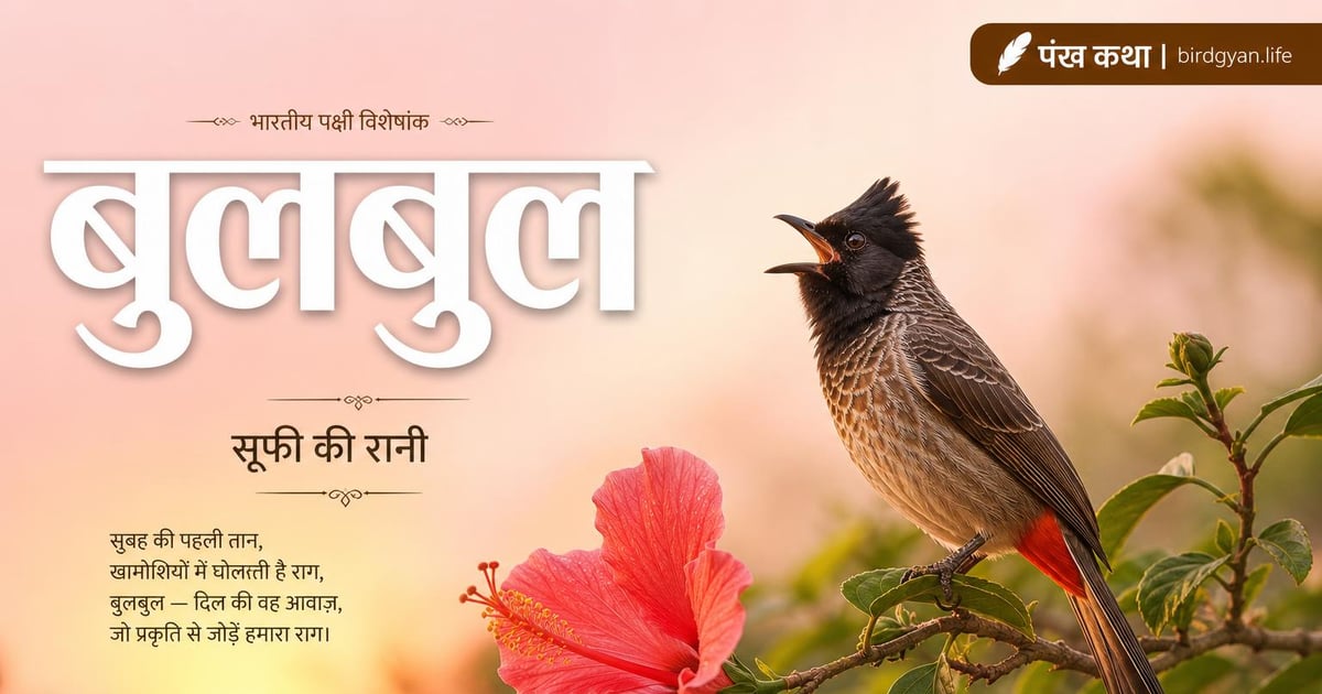 छत या बालकनी पर पक्षी-उद्यान कैसे बनाएँ — पूरी योजना — हिंदी में विस्तृत जानकारी और तस्वीर